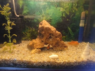 Aquarium