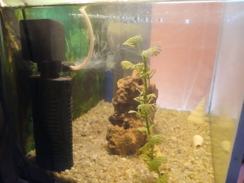 Aquarium 3