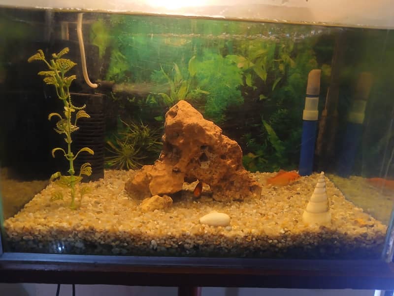 Aquarium 4