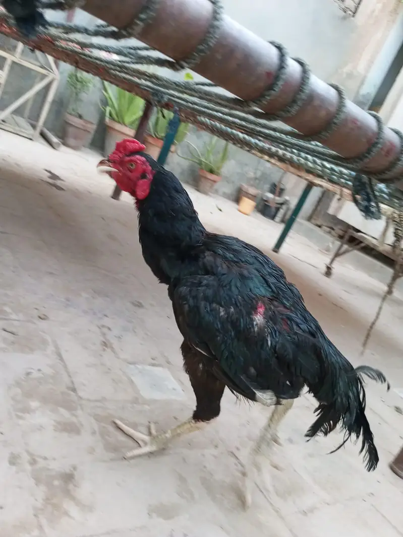 Mushka Aseel Rooster (Black Asil Gamefowl). — photo 2