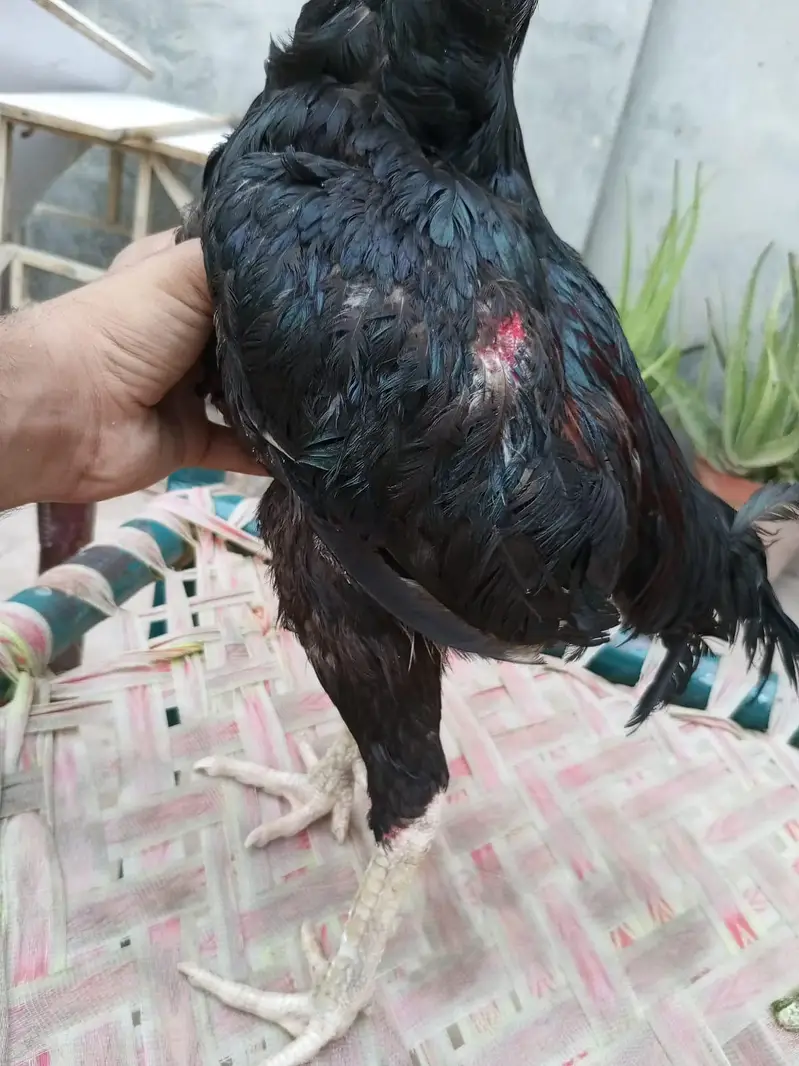 Mushka Aseel Rooster (Black Asil Gamefowl). — photo 3