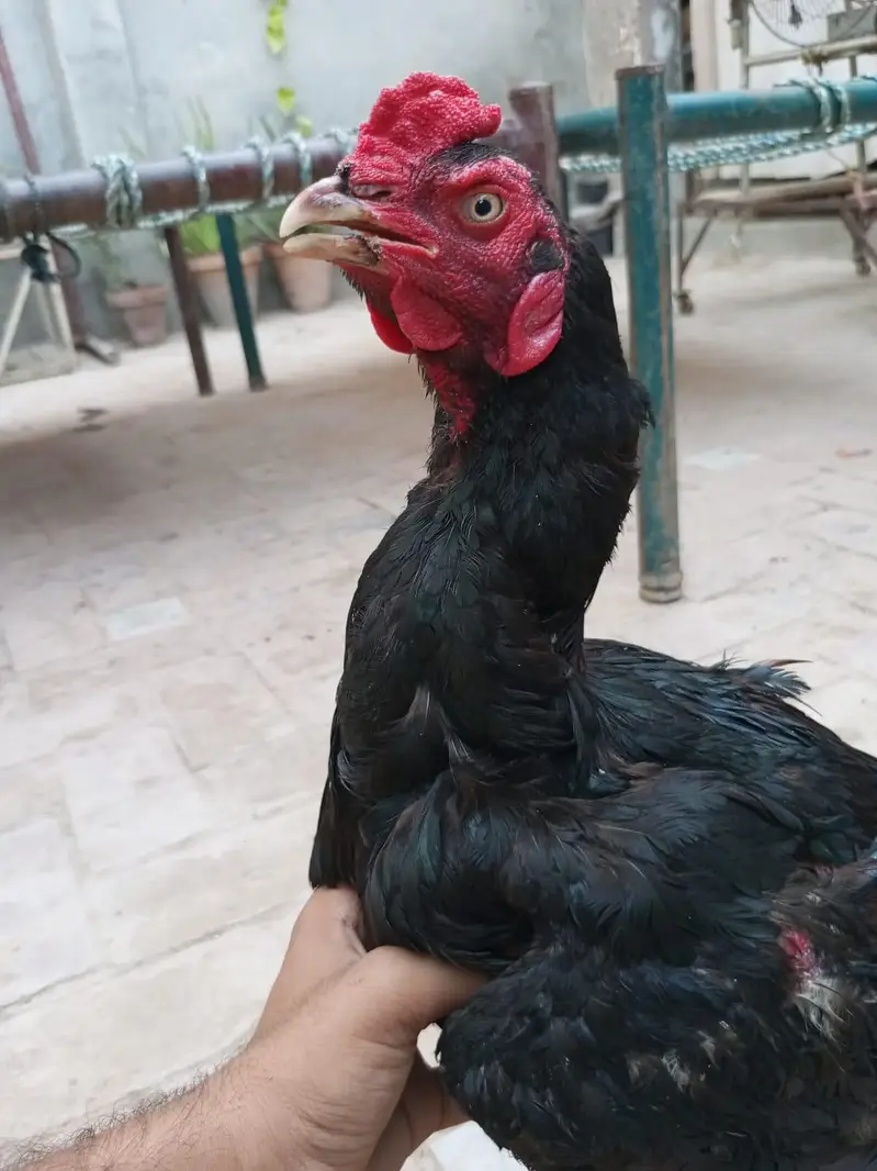 Mushka Aseel Rooster (Black Asil Gamefowl). — photo 4