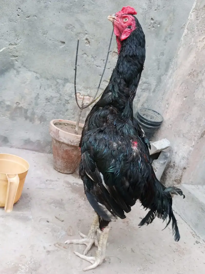 Mushka Aseel Rooster (Black Asil Gamefowl). — photo 5