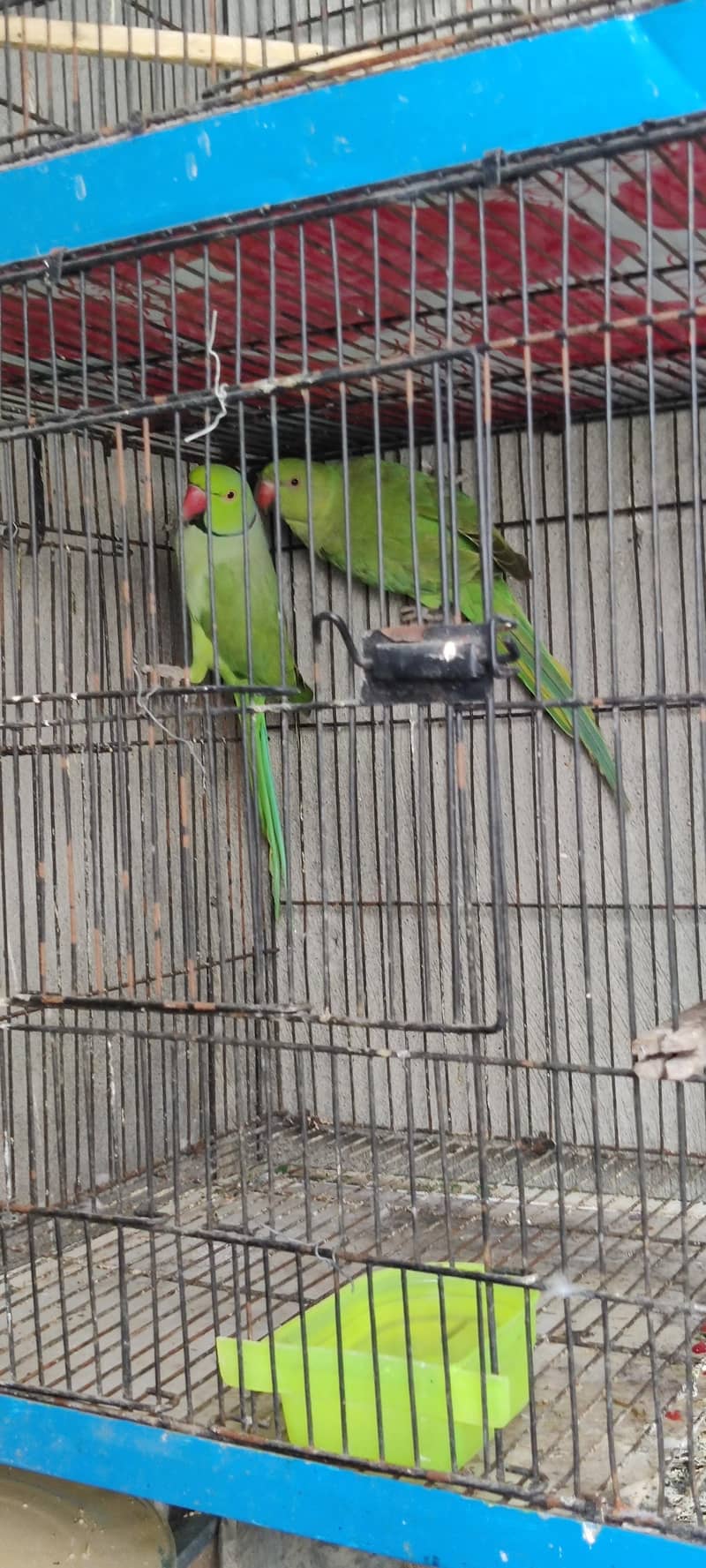 green ring nik 0