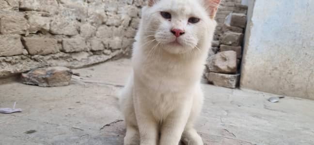 Cat white colour blue eyes
