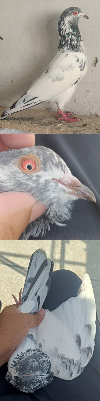 Breeder Joroun Walay Kabotar