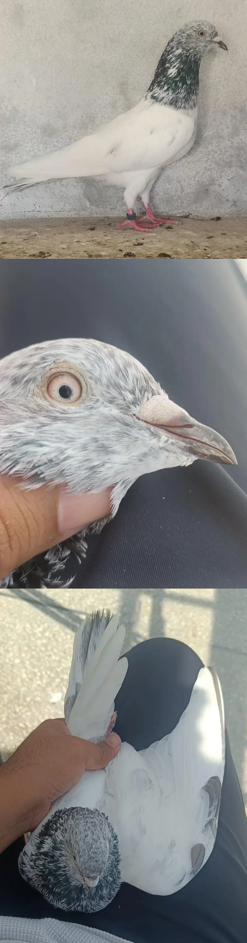 Breeder Joroun Walay Kabotar — photo 2