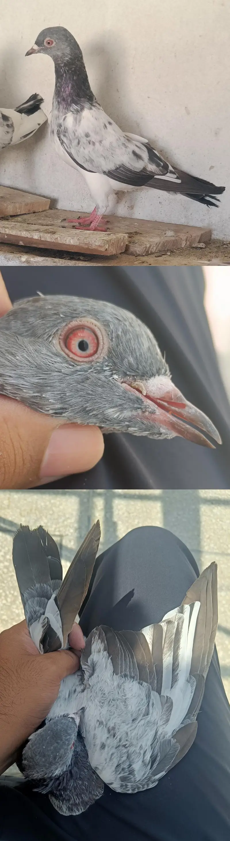 Breeder Joroun Walay Kabotar — photo 4