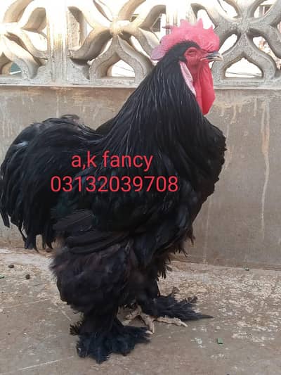 black heavy Cochin