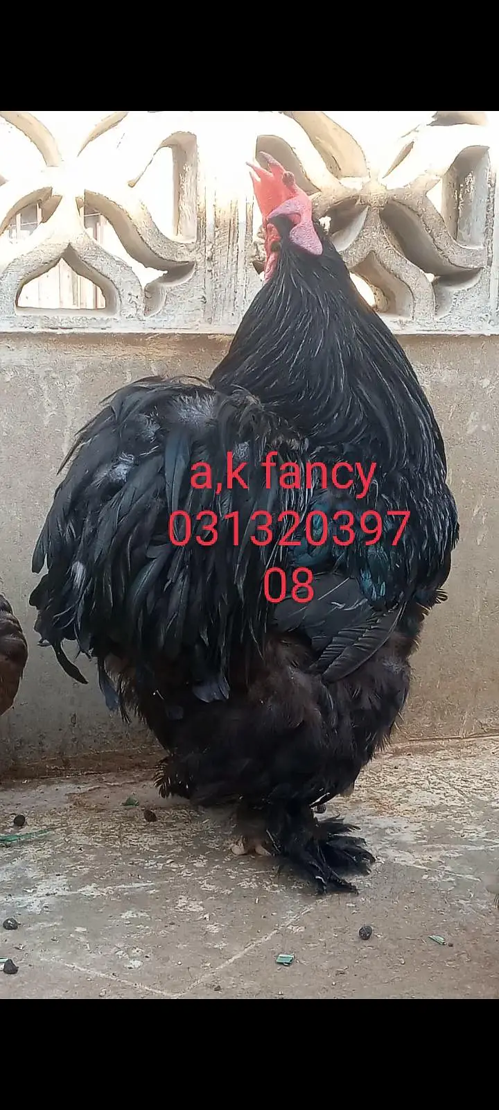 black heavy Cochin — photo 2