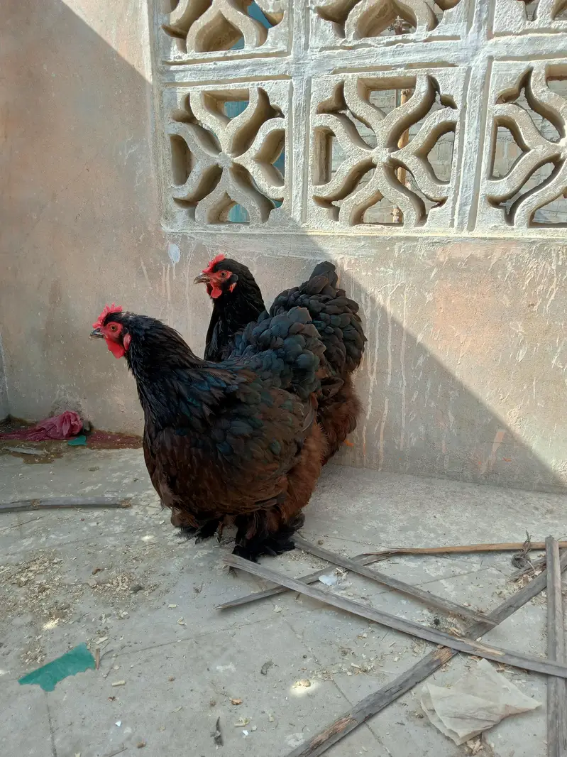 black heavy Cochin — photo 11