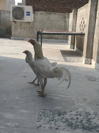 mianwali female or male