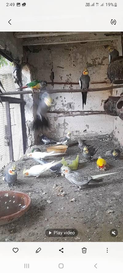 cockatiel ,counr chicks,,,