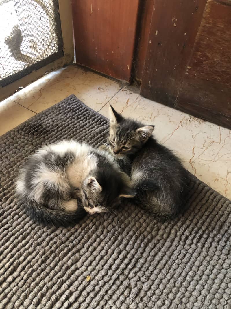 Persian pair 2