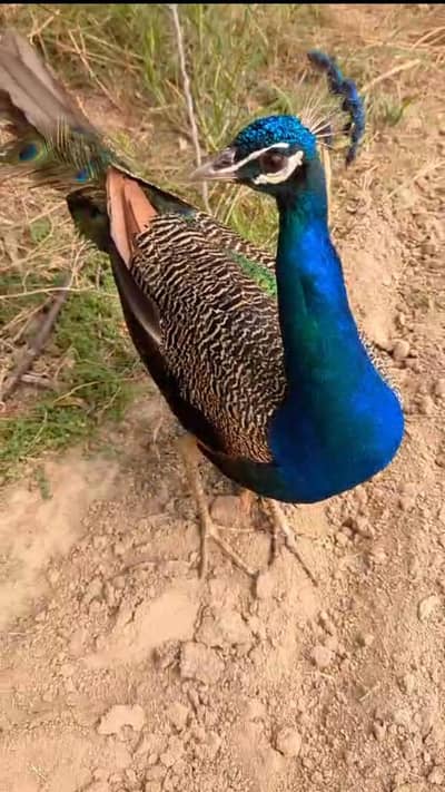 Indian Blue Shoulder Peacock  Bareeder