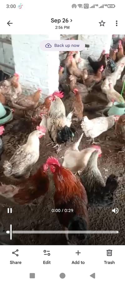 golden misri hens available eggs lying fresh and chicks