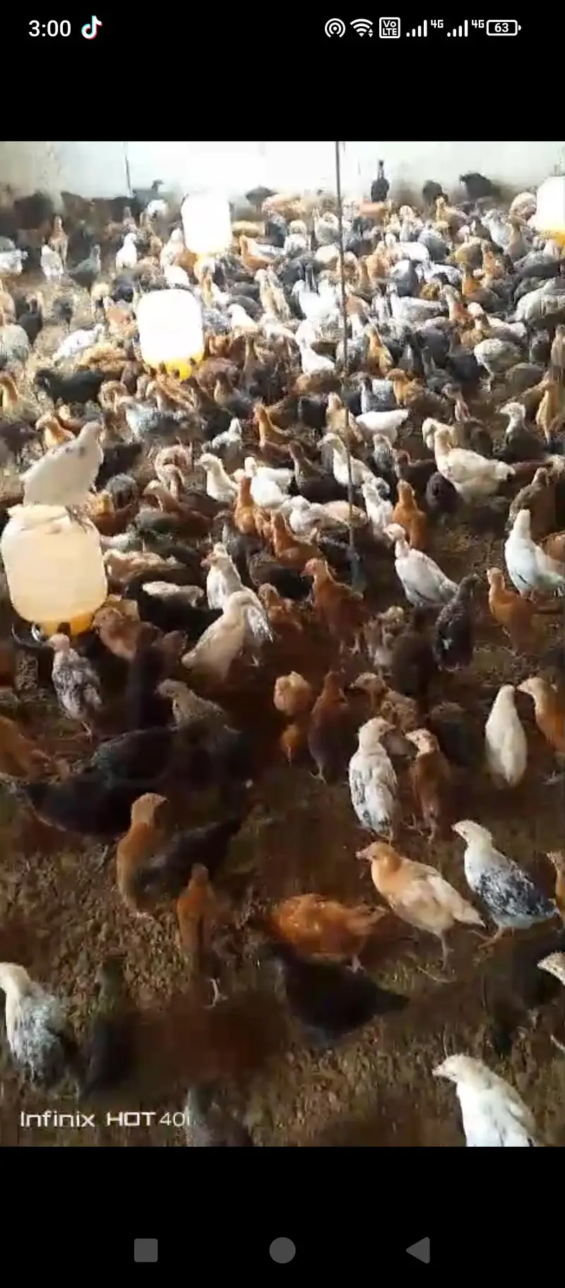 golden misri hens available eggs lying fresh and chicks — photo 2