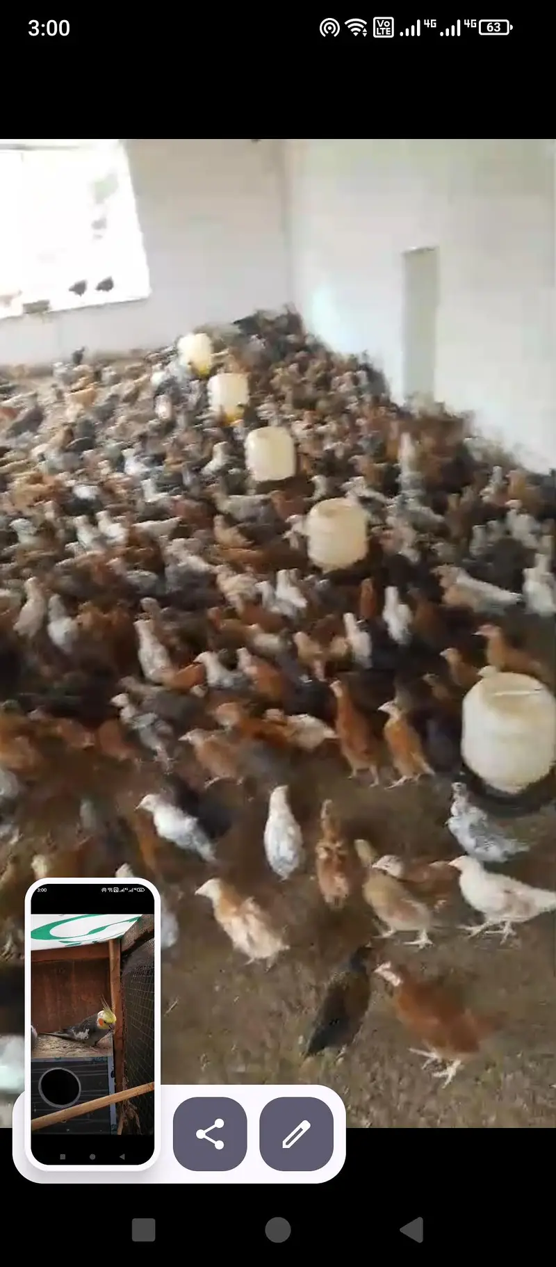 golden misri hens available eggs lying fresh and chicks — photo 5