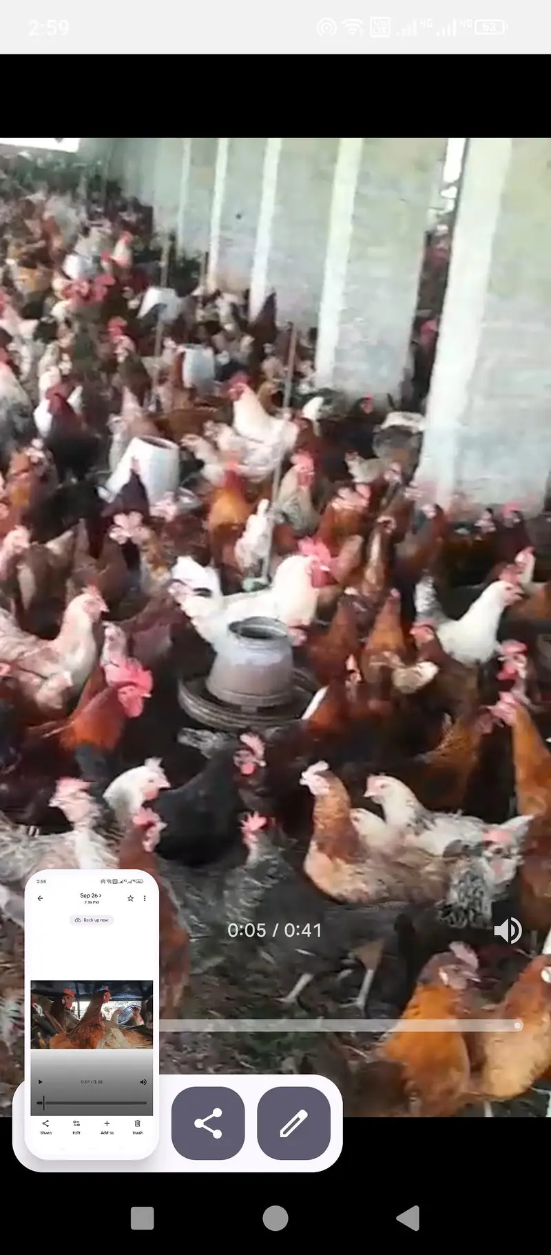 golden misri hens available eggs lying fresh and chicks — photo 7