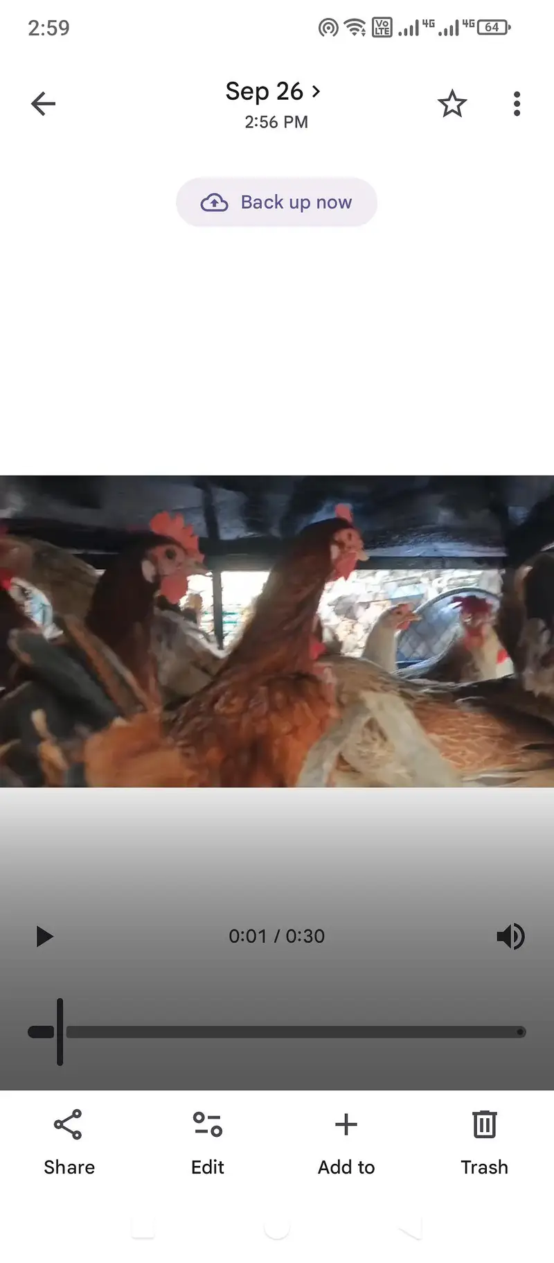 golden misri hens available eggs lying fresh and chicks — photo 8