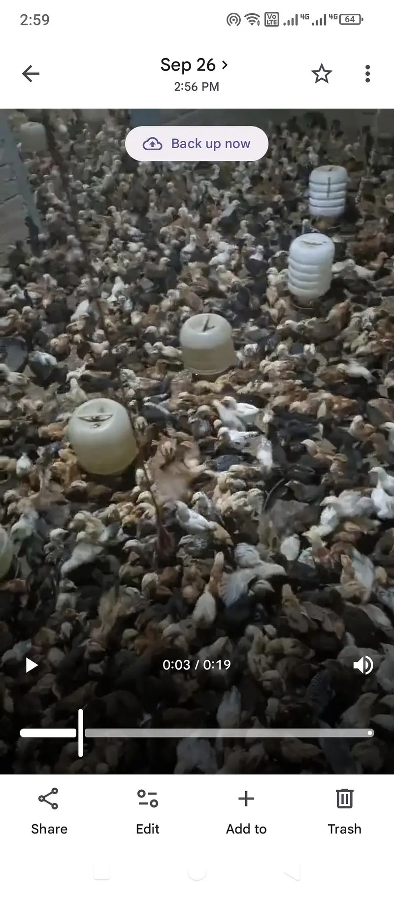 golden misri hens available eggs lying fresh and chicks — photo 9