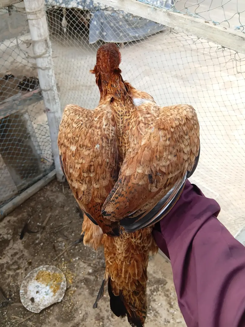 thaii and  sindhi pure aseel — photo 3