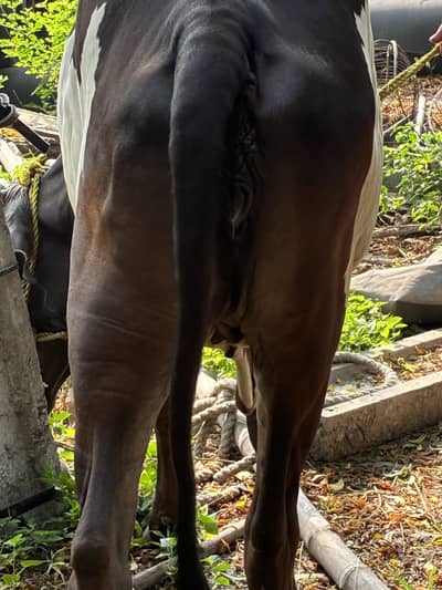 Sahiwali Mix Breed Wachi / Cow / Female
