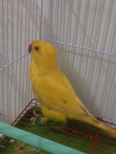 sale parrot