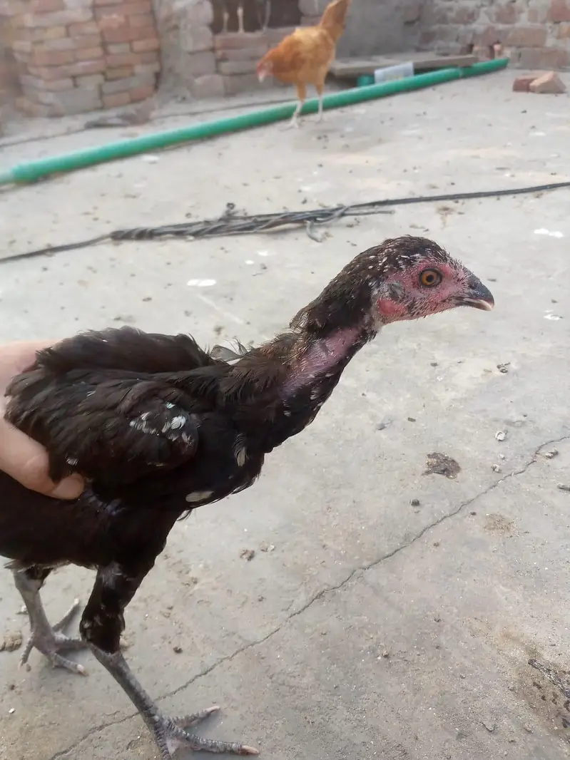 this is home breed — photo 2