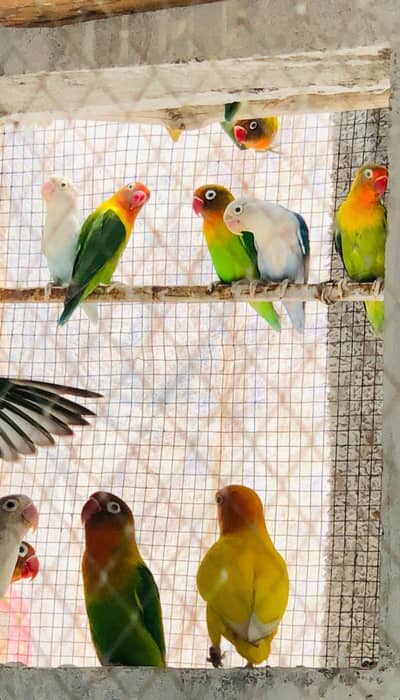 love birds