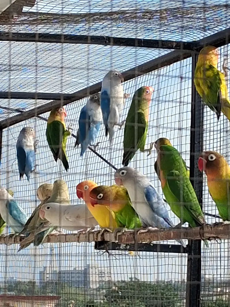 love birds — photo 2