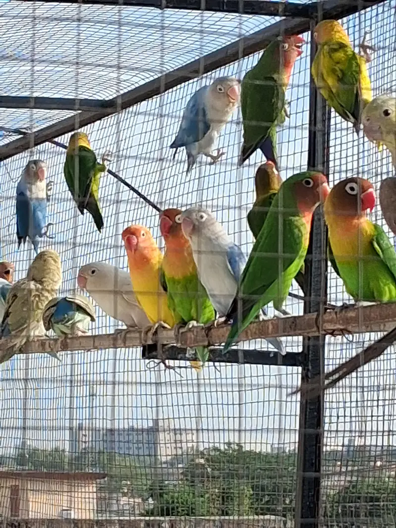 love birds — photo 3