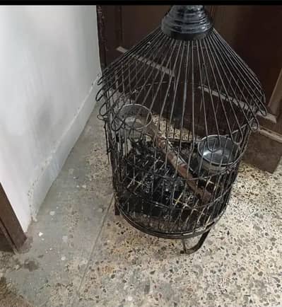 Round cage for sale