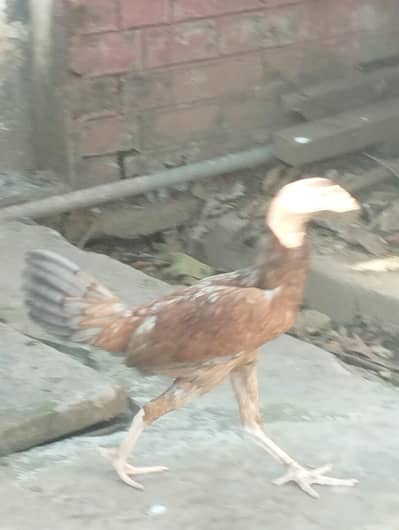 hen for sale