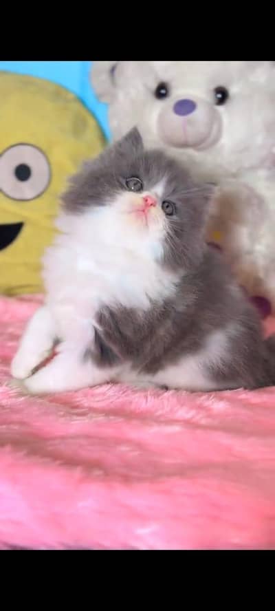 Persian kittens whatp ///0318 ///9356362///