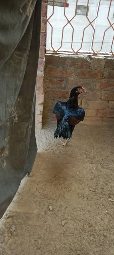 Aseel female healthy and active