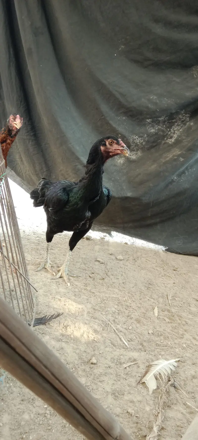 Aseel female healthy and active — photo 2