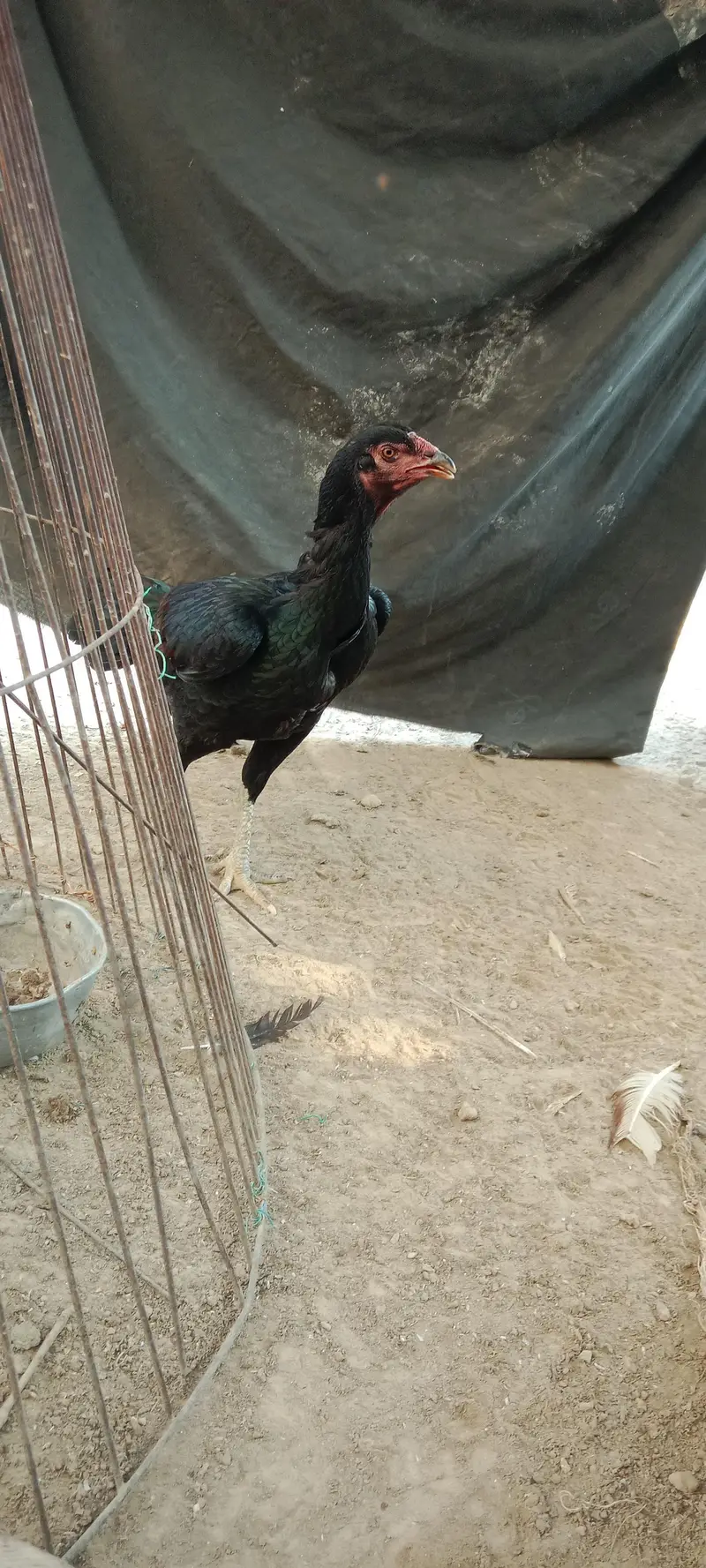 Aseel female healthy and active — photo 3
