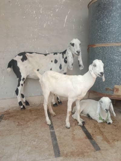 Pure Laylpuri Goat with females