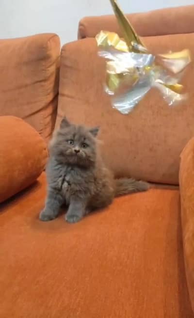 Persian kittens whatp ///0318 ///9356362///