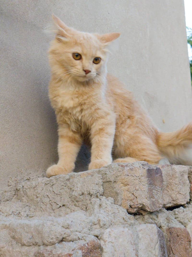 Cheeko 3