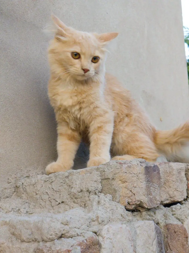 Cheeko — photo 4