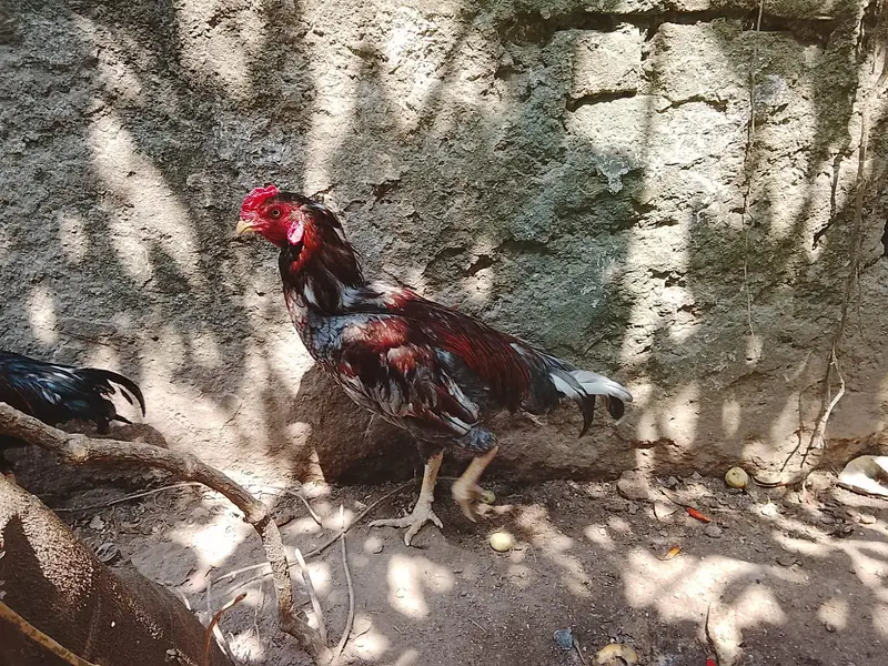aseel murgha — photo 4