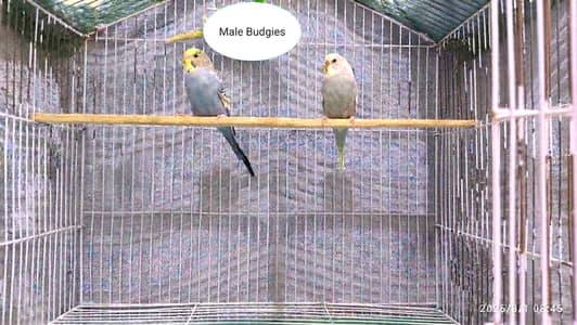 Budgies parrots for Sale.