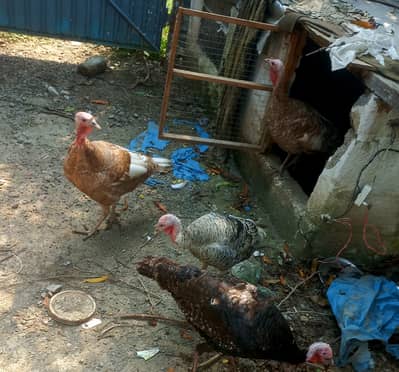 Turkey bird for sale