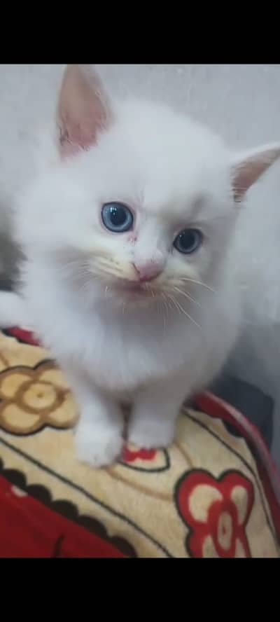 Pure White Persian Kittens