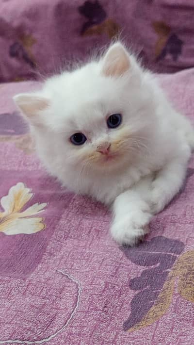 Pure White Persian Kittens