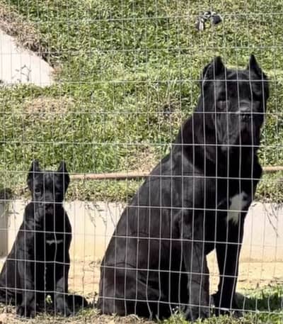 Cane Corso pedigree with international passport puppies available