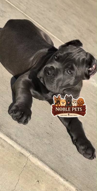 Cane Corso pedigree with international passport puppies available