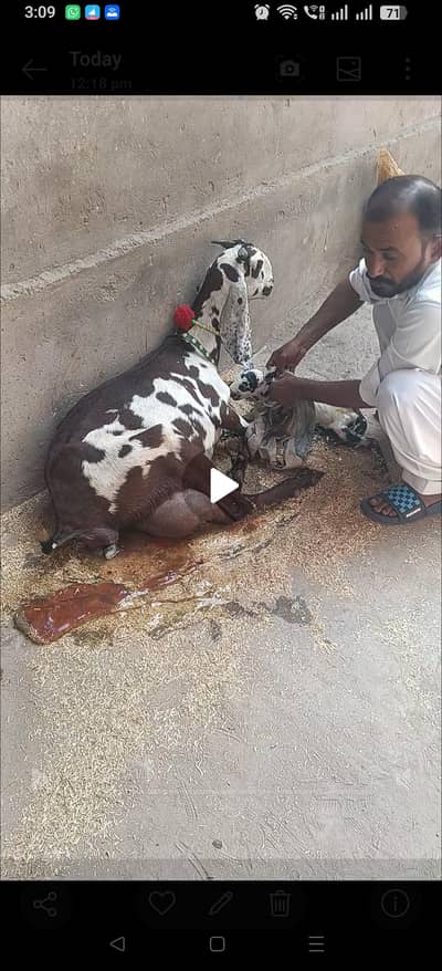 Beatle path for sale 2 bachy Saath aj taza soi 26/9/2026